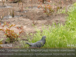 З місця подій. Акцією «Троянди миру» в Мирнограді почали кампанію з озеленення та весняного прибирання