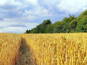 Як тепла зима вплине на майбутній урожай в Україні