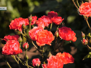 Покровчанин Віктор Масюк розповів про вирощування троянд  для міста та всієї країни