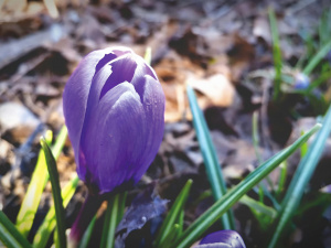 Незначне похолодання та опади: прогноз погоди в Україні на тиждень з 16 по 22 березня