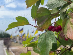 Пам’ять у щоденних вчинках: покровські комунальники впорядковують поховання Захисників