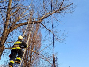 У Білицькому бійці ДСНС врятували кота, який застряг на дереві