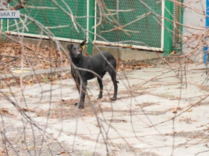 Час новин. У Покровській громаді працює «ЗооКонтроль»: вакциновано та стерилізовано більше 200 тварин 