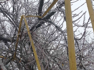 На Донеччині зафіксовано 8 випадків падіння дерев на газопроводи. Половина – в Покровську