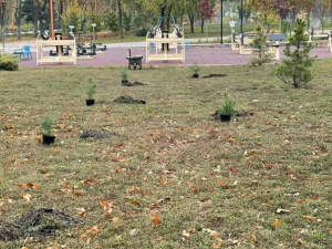 В парке «Юбилейный» Покровска высадили крымские сосны