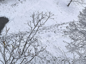 Сніг, туман та +17: вихідними 22-23 листопада погода в Україні буде контрастною