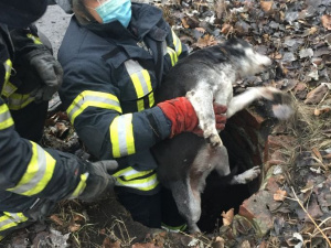 У Покровську рятувальники дістали з занедбаного люку собаку