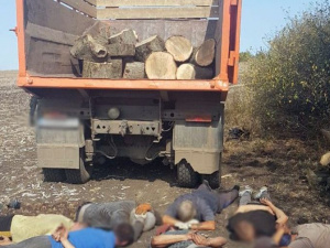 Поліція Донеччини ліквідувала нелегальний бізнес з вирубки лісу