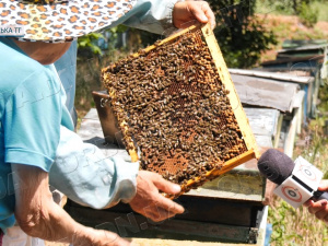 Меду буде мало: аномальний травень завдав збитків не тільки аграріям, але й бджолярам