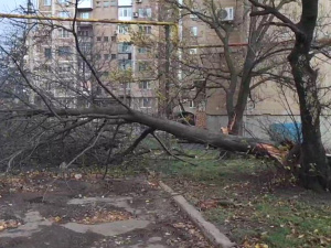 Зламані дерева та аварійні відключення світла: сильний вітер наробив лиха в Покровську