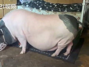 Декоративне поросятко виросло у 150-кілограмову свиню