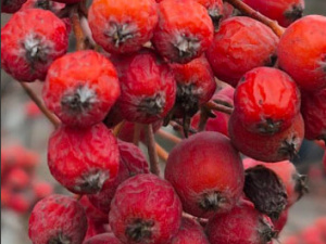 У вихідні 6-7 грудня в Україні буде без істотних опадів і з невеликими «мінусами»