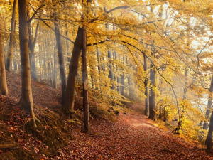 Дощитиме, але температура буде комфортною: прогноз погоди в Україні на тиждень з 27 жовтня по 2 листопада