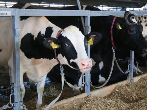 Як працює єдине на Донеччині господарство, де вирощують корів – показали в Малинівці