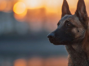 В австрійській армії вчать собаку виявляти коронавірус
