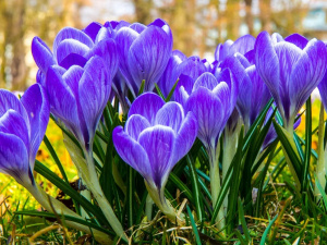 Якою буде погода в Україні в перший тиждень весни: синоптики зробили прогноз