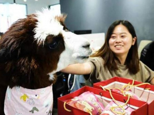 Покращує настрій: у Китаї на роботу найняли альпаку