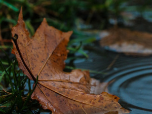 Дощ і навіть гроза: якою буде погода в Україні на вихідних 25-26 жовтня