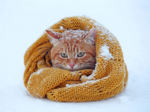 Люті морози на початку лютого: прогноз погоди на 2-9 лютого 2026 року