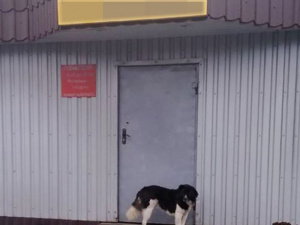 Как Муниципальная служба правопорядка Покровска решает вопросы с бродячими собаками