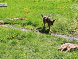 Стерилізація та відлов найбільш агресивних. У Покровську взялися за безхатніх собак