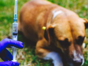 В Родинском проведут вакцинацию и стерилизацию бездомных собак
