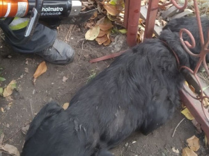 У Покровську рятувальники допомогли собаці, який застряг у залізних воротах