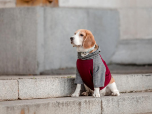 Очікується потепління та майже без опадів: прогноз погоди на тиждень 15-21 грудня