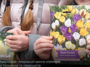 Квіти з Нідерландів: покровські школи отримали цибулини тюльпанів та первоцвітів