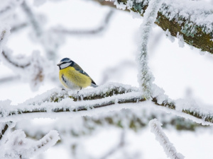 Сонячна, проте морозна погода: синоптики зробили прогноз для України на вихідні