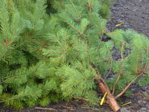 В Донецкой области стартовала операция против незаконной вырубки елок