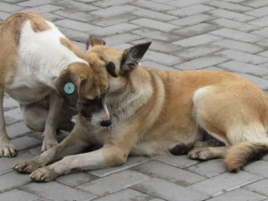 В Покровске массово травят бездомных собак