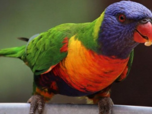 В Америці балакучий папуга врятував сімейство від загибелі