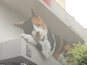 У Токіо встановили величезний 3D-білборд з котиком