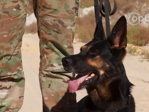Чотирилапі помічники поліцейських Донеччини: кінологи розповіли про роботу службових собак