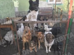 Коти, собаки та свійські тварини: добропільчанка Вікторія Жидкова опікується шелтером «Зупинка спасіння»