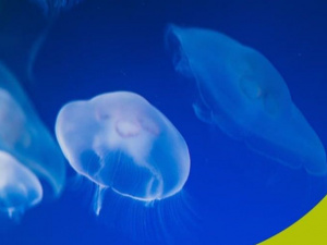 Що робити, якщо ви отримали опік від медузи
