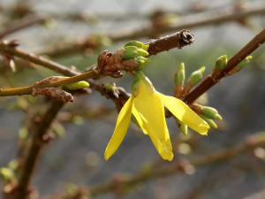 Синоптики розповіли про погоду в Україні на вихідні 21-22 березня