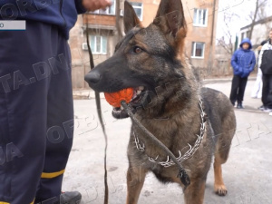 Покровські школярі зустрілися з кінологами ДСНС та їх чотирилапою помічницею