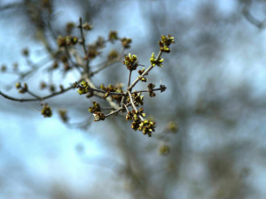 Наступного тижня в Україні дощитиме: прогноз погоди на 30 березня – 5 квітня