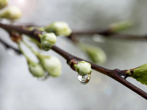 Якою буде погода в перші квітневі вихідні