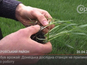 З місця подій. Аби був урожай: Донецька дослідна станція не припиняє роботу