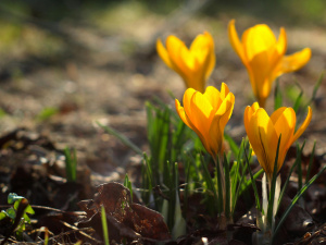 Тепла погода, місцями з дощами: прогноз для України на вихідні, 28-29 березня