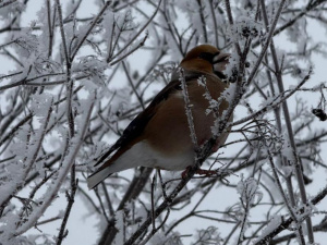 На вихідних 24-25 січня очікується прохолодна погода, місцями з невеликим снігом і туманом