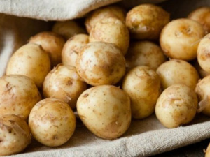Вродила: суттєвого зростання ціни на картоплю не прогнозують