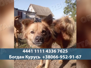 Шанс на порятунок: зооволонтери вивозять тварин з Білозерського