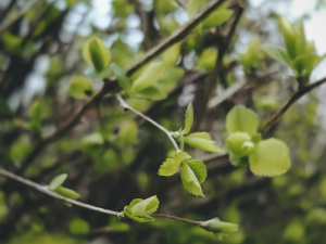 Суттєво холодніше за норму: прогноз погоди в Україні на тиждень з 27 квітня по 3 травня
