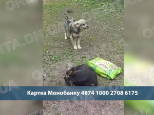 Під прицілом дронів: зооволонтерка - про життя і виживання в Добропіллі