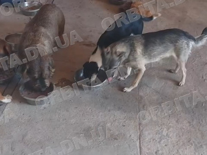 Порятунок тварин: зооволонтерка Вікторія Жидкова знову завітала до Добропілля