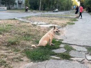 Забрати чи залишити? У Покровську стають безхатьками колишні домашні улюбленці